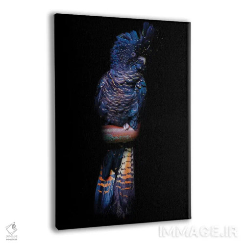 تابلو دکوراتیو کاکاتوی دم قرمز سیاه اثر دیوید وولن - نمای پرسپکتیو محصول