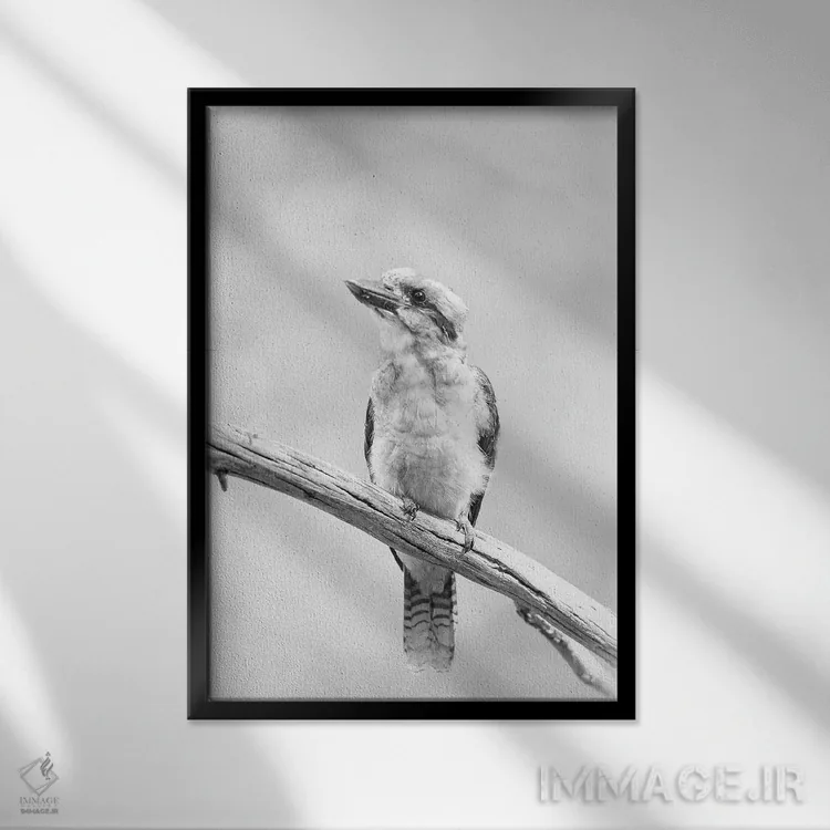 تابلو دکوراتیو کوکابورا اثر دیوید وولن - نمای قابدار مشکی