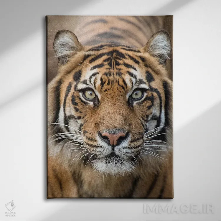 تابلو دکوراتیو ببر سوماترایی - ایندرا اثر دیوید وولن - نمای روبهرو روی دیوار