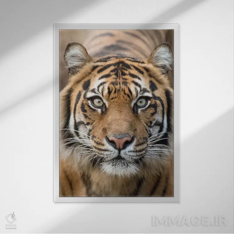 تابلو دکوراتیو ببر سوماترایی - ایندرا اثر دیوید وولن - نمای قابدار سفید