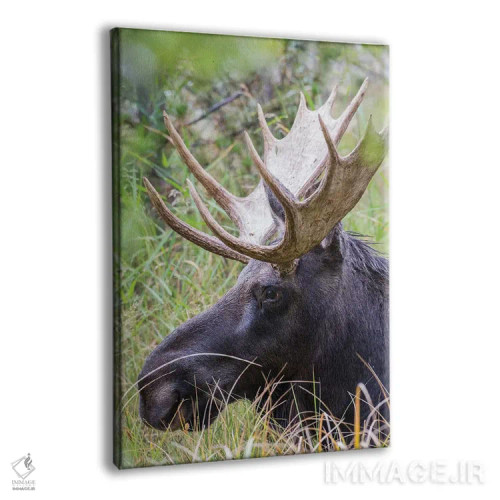 تابلو دکوراتیو آمریکا، وایومینگ، شهرستان سابلت، گوزن نر آمریکایی دراز کشید… اثر الیزابت بوم - نمای پرسپکتیو محصول