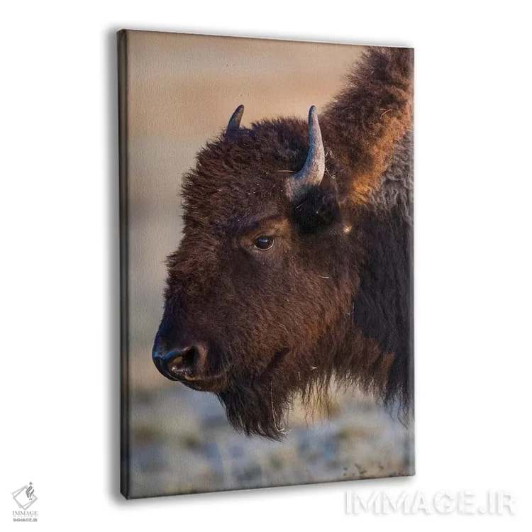 تابلو دکوراتیو آمریکا، وایومینگ، پارک ملی یلواستون، بوفالوی ماده در فونتین… اثر الیزابت بوم - نمای پرسپکتیو محصول