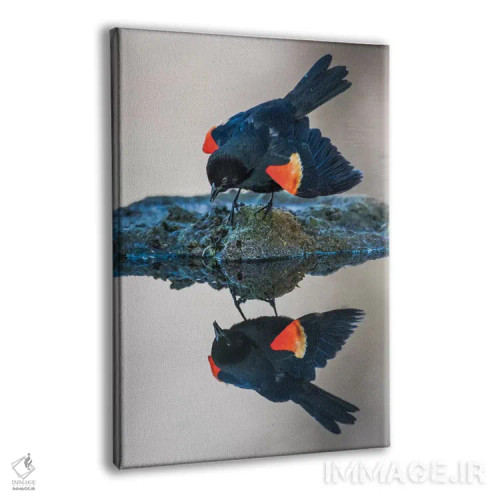 تابلو دکوراتیو وایومینگ، شهرستان سابلت. پاین دیل، یک بلک برد نر با بال های… اثر الیزابت بوم - نمای پرسپکتیو محصول