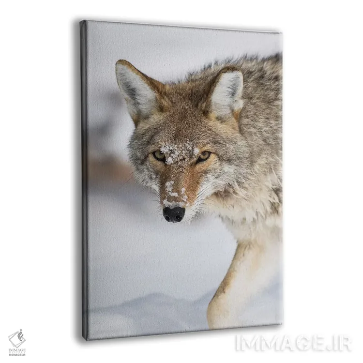 تابلو دکوراتیو وایومینگ، پارک ملی یلواستون، یک کایوت در امتداد رودخانه ای… اثر الیزابت بوم - نمای پرسپکتیو محصول