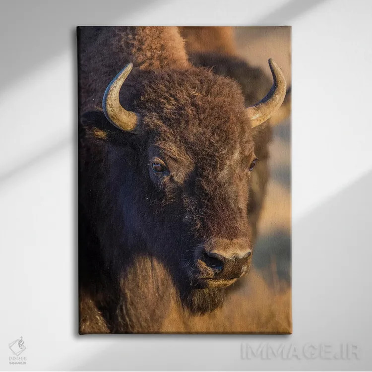 تابلو دکوراتیو آمریکا، وایومینگ، پارک ملی یلواستون، یک بوفالوی ماده اثر الیزابت بوم - نمای روبهرو روی دیوار