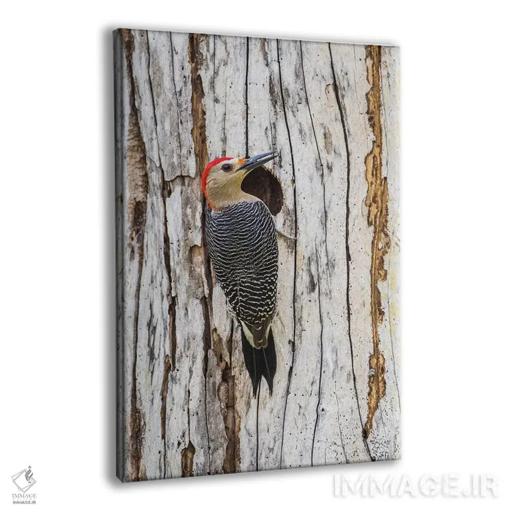 تابلو دکوراتیو بلیز، پناهگاه حیات وحش کروکد تری، دارکوب طلایی پیشانی نشسته… اثر الیزابت بوم - نمای پرسپکتیو محصول