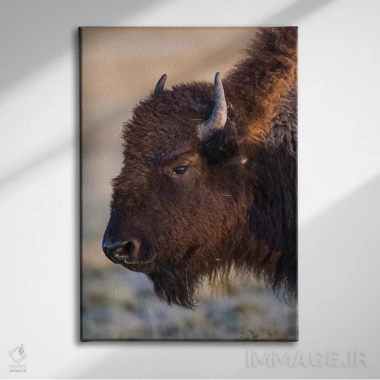 تابلو دکوراتیو آمریکا، وایومینگ، پارک ملی یلواستون، بوفالوی ماده در فونتین… اثر الیزابت بوم - نمای روبهرو روی دیوار