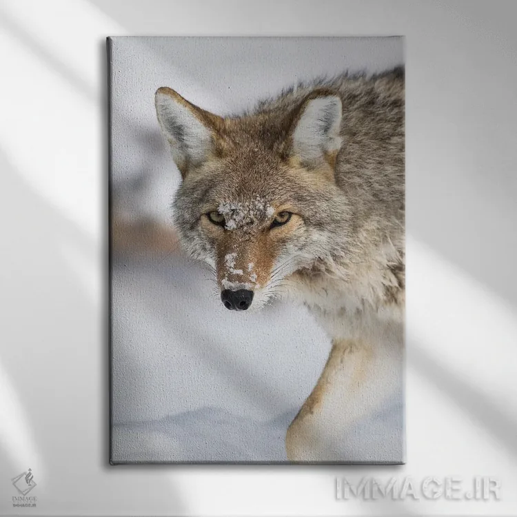 تابلو دکوراتیو وایومینگ، پارک ملی یلواستون، یک کایوت در امتداد رودخانه ای… اثر الیزابت بوم - نمای روبهرو روی دیوار