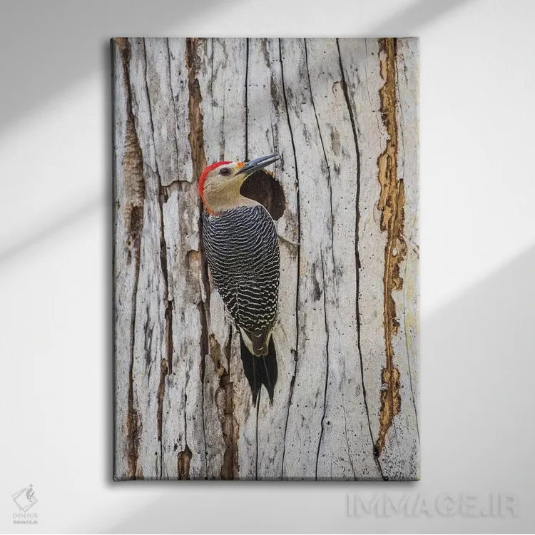 تابلو دکوراتیو بلیز، پناهگاه حیات وحش کروکد تری، دارکوب طلایی پیشانی نشسته… اثر الیزابت بوم - نمای روبهرو روی دیوار