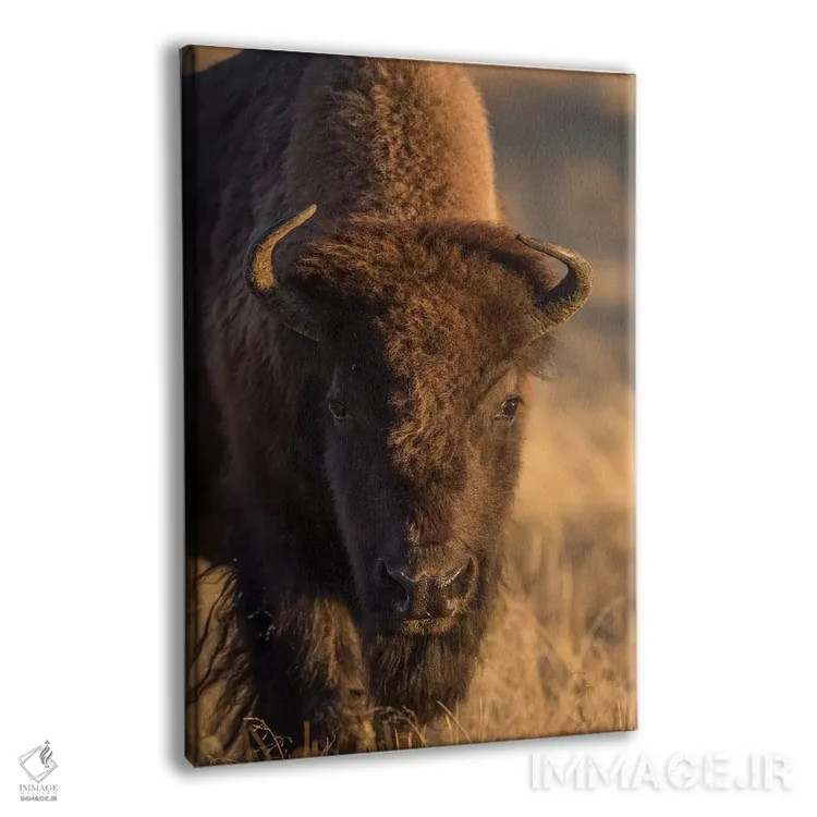 تابلو دکوراتیو وایومینگ، پارک ملی یلواستون، گاو بیزون در چمن زارهای پاییزی… اثر الیزابت بوم - نمای پرسپکتیو محصول