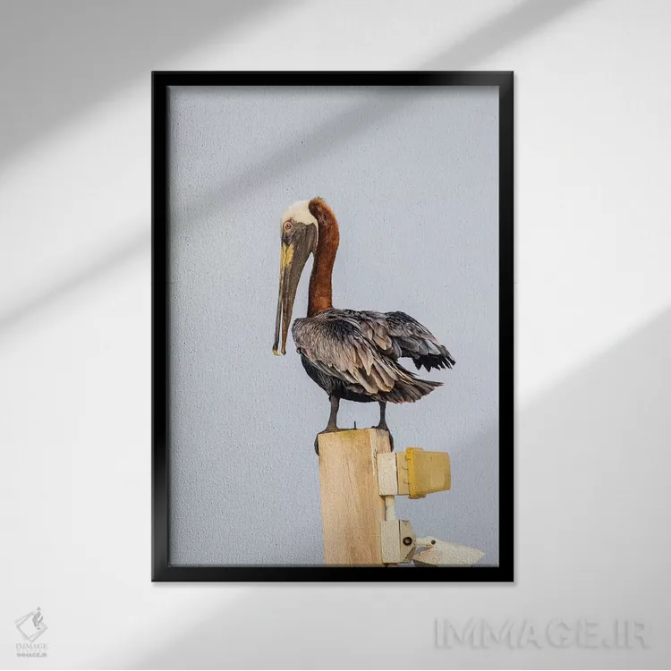 تابلو دکوراتیو بلیز، امبرگریس کی، پلیکان قهوه ای نشسته روی تیر چراغ اثر الیزابت بوم - نمای قابدار مشکی