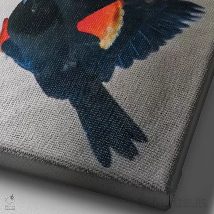 تابلو دکوراتیو وایومینگ، شهرستان سابلت. پاین دیل، یک بلک برد نر با بال های… اثر الیزابت بوم - نمای نزدیک بافت بوم