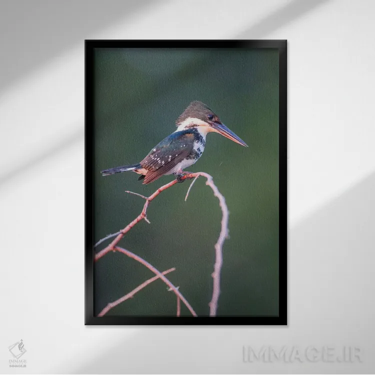 تابلو دکوراتیو بلیز، پناهگاه حیات وحش کروکد تری، ماهی خورک سبز کوچک نشسته… اثر الیزابت بوم - نمای قابدار مشکی