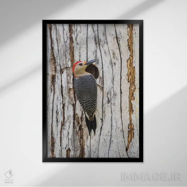 تابلو دکوراتیو بلیز، پناهگاه حیات وحش کروکد تری، دارکوب طلایی پیشانی نشسته… اثر الیزابت بوم - نمای قابدار مشکی