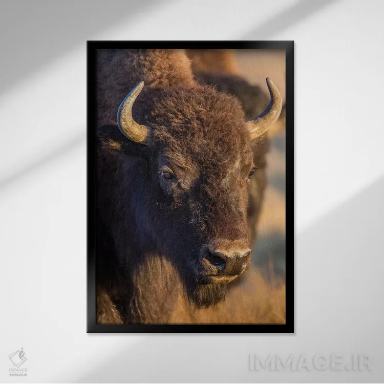 تابلو دکوراتیو آمریکا، وایومینگ، پارک ملی یلواستون، یک بوفالوی ماده اثر الیزابت بوم - نمای قابدار مشکی