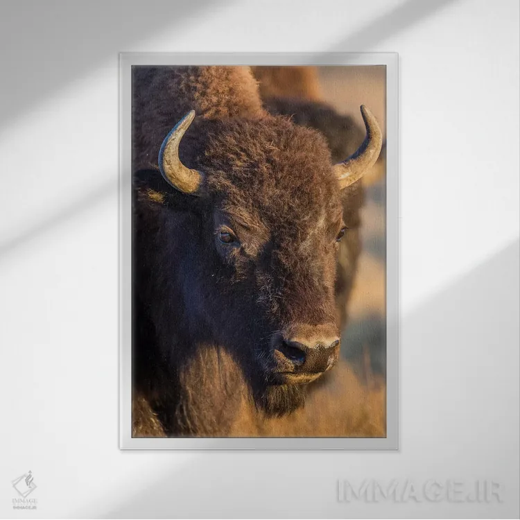 تابلو دکوراتیو آمریکا، وایومینگ، پارک ملی یلواستون، یک بوفالوی ماده اثر الیزابت بوم - نمای قابدار سفید