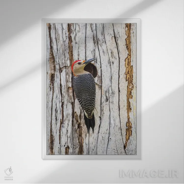 تابلو دکوراتیو بلیز، پناهگاه حیات وحش کروکد تری، دارکوب طلایی پیشانی نشسته… اثر الیزابت بوم - نمای قابدار سفید