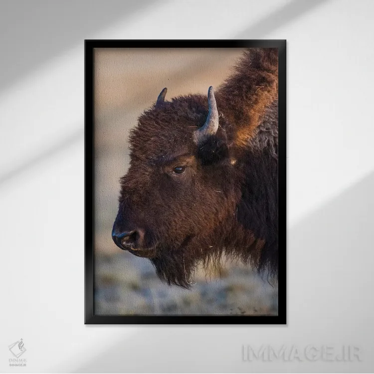 تابلو دکوراتیو آمریکا، وایومینگ، پارک ملی یلواستون، بوفالوی ماده در فونتین… اثر الیزابت بوم - نمای قابدار مشکی