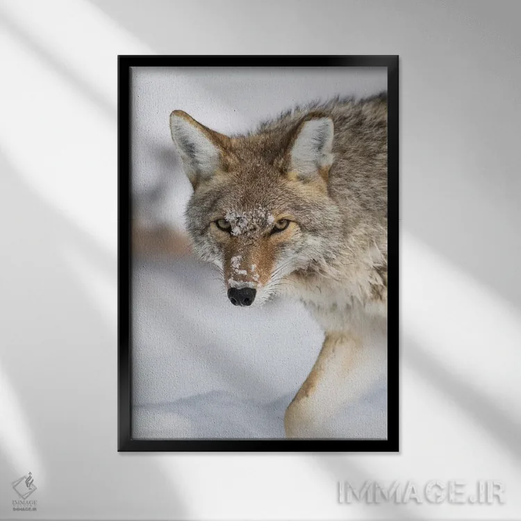 تابلو دکوراتیو وایومینگ، پارک ملی یلواستون، یک کایوت در امتداد رودخانه ای… اثر الیزابت بوم - نمای قابدار مشکی