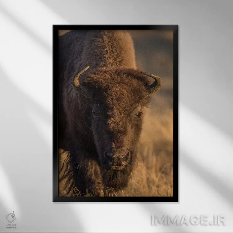 تابلو دکوراتیو وایومینگ، پارک ملی یلواستون، گاو بیزون در چمن زارهای پاییزی… اثر الیزابت بوم - نمای قابدار مشکی