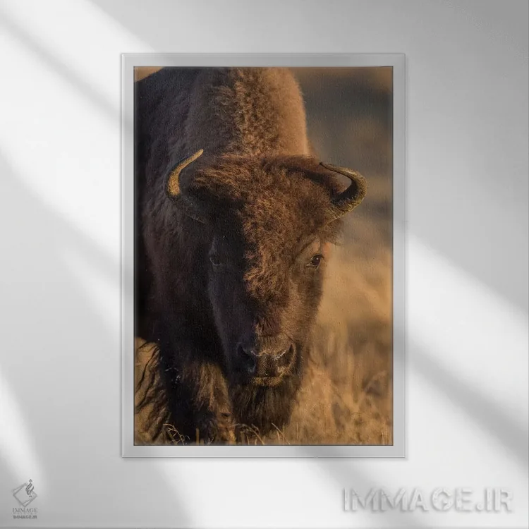 تابلو دکوراتیو وایومینگ، پارک ملی یلواستون، گاو بیزون در چمن زارهای پاییزی… اثر الیزابت بوم - نمای قابدار سفید