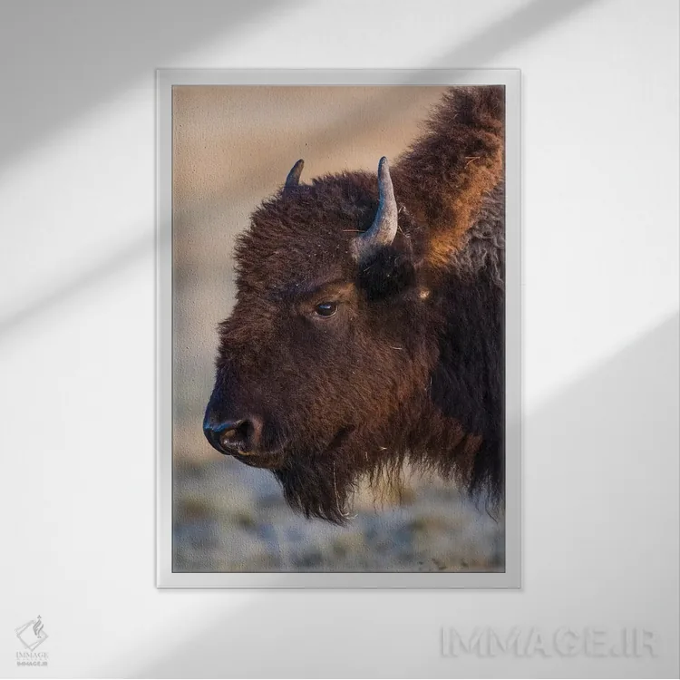 تابلو دکوراتیو آمریکا، وایومینگ، پارک ملی یلواستون، بوفالوی ماده در فونتین… اثر الیزابت بوم - نمای قابدار سفید
