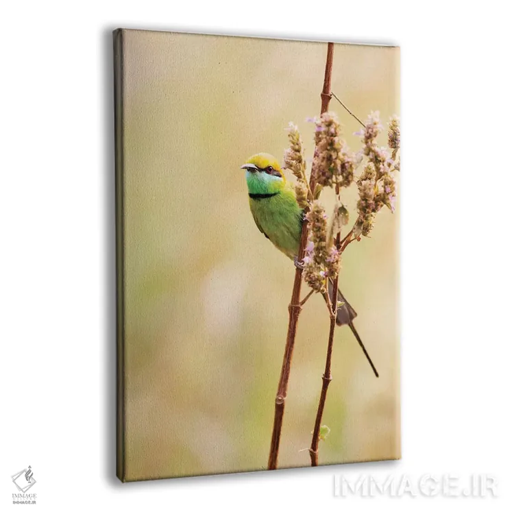 تابلو دکوراتیو هند، مادیا پرادش، پارک ملی کانها. زنبورخوار سبز روی ساقه علف نش… اثر الن گاف - نمای پرسپکتیو محصول