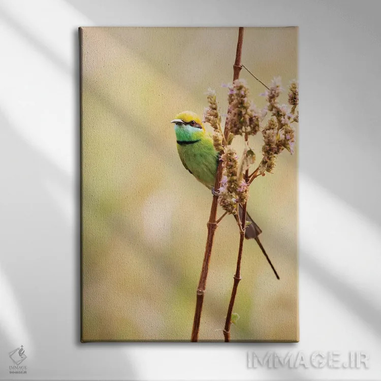 تابلو دکوراتیو هند، مادیا پرادش، پارک ملی کانها. زنبورخوار سبز روی ساقه علف نش… اثر الن گاف - نمای روبهرو روی دیوار