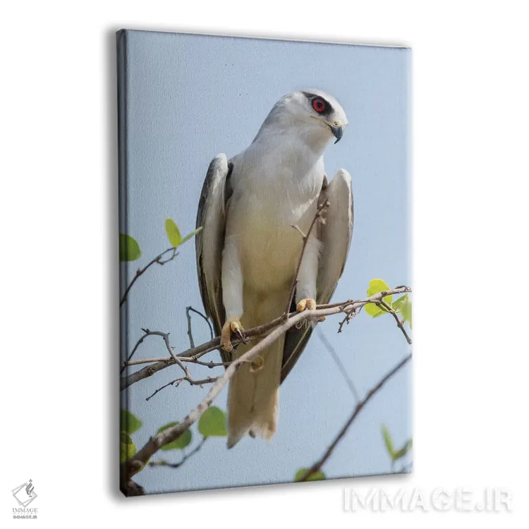 تابلو دکوراتیو هند، ایالت مادیا پرادش، پارک ملی کانها. پرتره ای از یک کیت بال… اثر الن گاف - نمای پرسپکتیو محصول