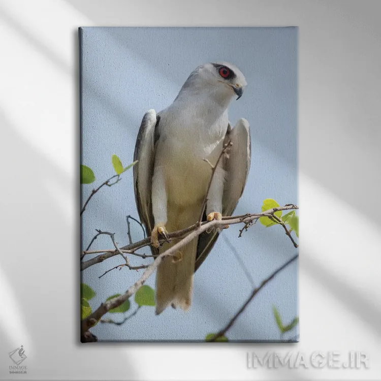 تابلو دکوراتیو هند، ایالت مادیا پرادش، پارک ملی کانها. پرتره ای از یک کیت بال… اثر الن گاف - نمای روبهرو روی دیوار