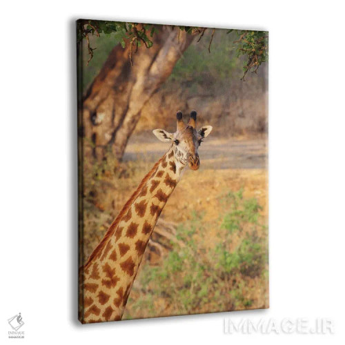 تابلو دکوراتیو آفریقا، تانزانیا. یک زرافه زیر درختی بزرگ ایستاده است اثر الن گاف - نمای پرسپکتیو محصول