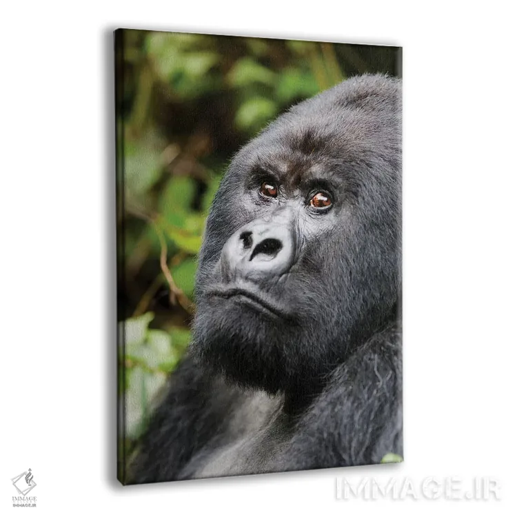 تابلو دکوراتیو آفریقا، رواندا، پارک ملی آتشفشان ها. پرتره ای از یک گوریل کوهی… اثر الن گاف - نمای پرسپکتیو محصول