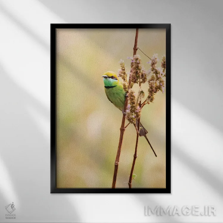 تابلو دکوراتیو هند، مادیا پرادش، پارک ملی کانها. زنبورخوار سبز روی ساقه علف نش… اثر الن گاف - نمای قابدار مشکی