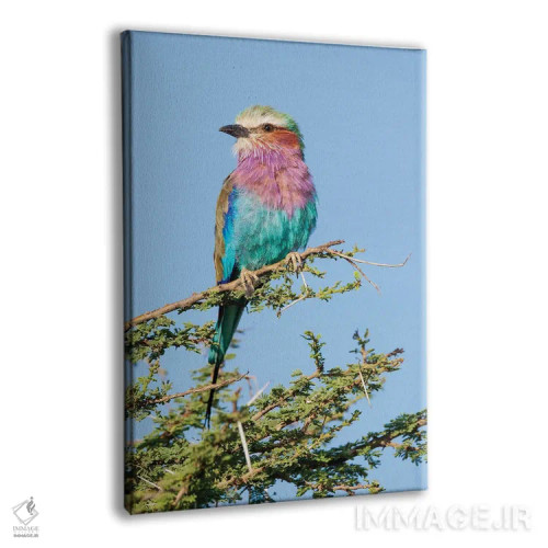 تابلو دکوراتیو آفریقا، تانزانیا. پرتره ای از یک غلتک سینه یاسی اثر الن گاف - نمای پرسپکتیو محصول