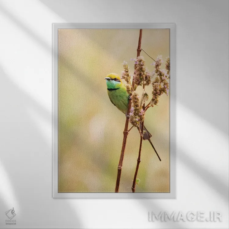 تابلو دکوراتیو هند، مادیا پرادش، پارک ملی کانها. زنبورخوار سبز روی ساقه علف نش… اثر الن گاف - نمای قابدار سفید