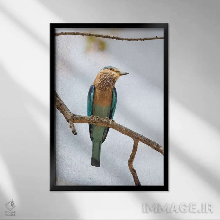 تابلو دکوراتیو هند، مادیا پرادش، پارک ملی بندهاوگار. سبزقبای هندی روی شاخه ای… اثر الن گاف - نمای قابدار مشکی