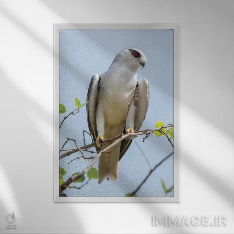 تابلو دکوراتیو هند، ایالت مادیا پرادش، پارک ملی کانها. پرتره ای از یک کیت بال… اثر الن گاف - نمای قابدار سفید