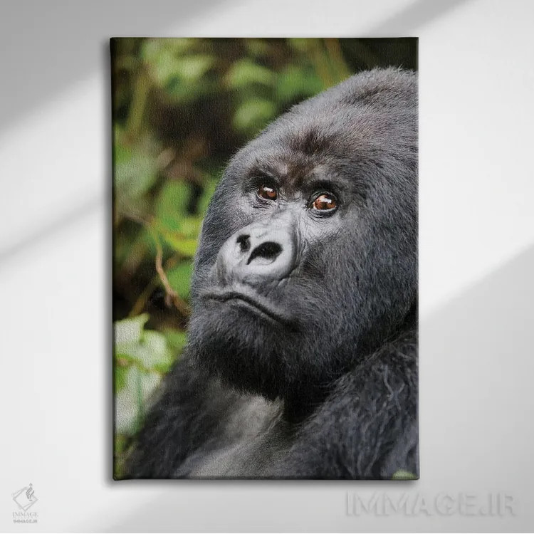 تابلو دکوراتیو آفریقا، رواندا، پارک ملی آتشفشان ها. پرتره ای از یک گوریل کوهی… اثر الن گاف - نمای روبهرو روی دیوار