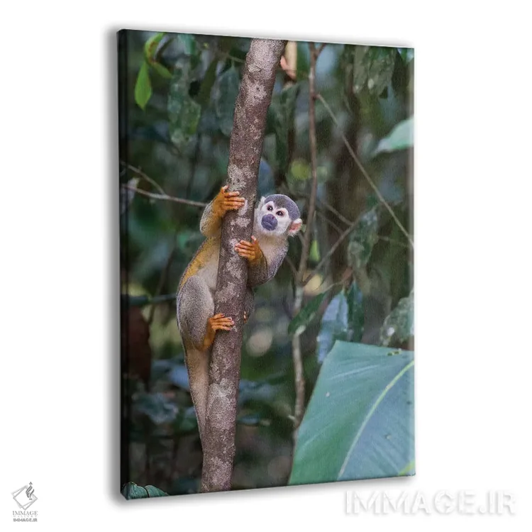 تابلو دکوراتیو برزیل، آمازون، مانائوس. میمون سنجابی معمولی در میان درختان اثر الن گاف - نمای پرسپکتیو محصول