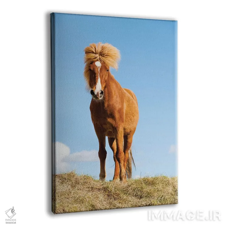 تابلو دکوراتیو ایسلند، دریاچه میواتن، اسب ایسلندی. پرتره ای از اسب ایسلندی II اثر الن گاف - نمای پرسپکتیو محصول