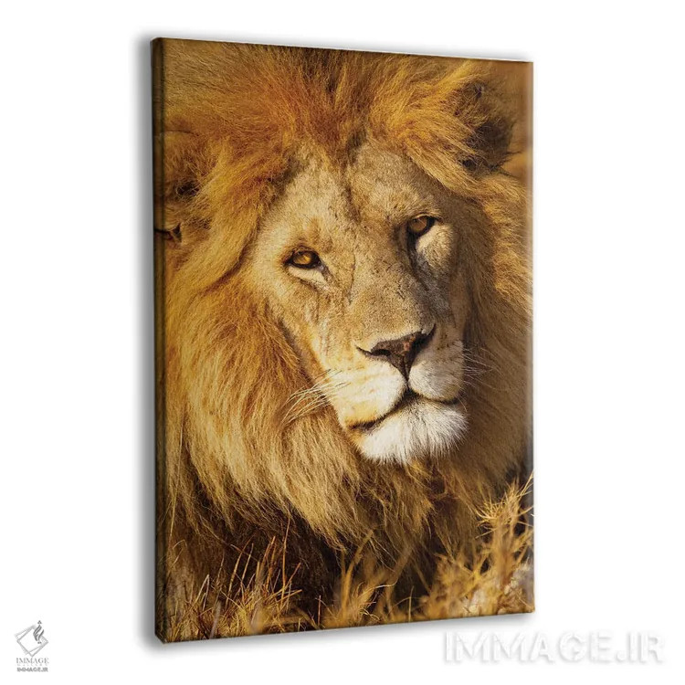 تابلو دکوراتیو آفریقا، تانزانیا. نمای نزدیک از صورت یک شیر نر اثر الن گاف - نمای پرسپکتیو محصول