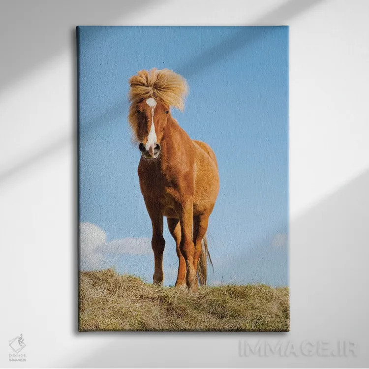 تابلو دکوراتیو ایسلند، دریاچه میواتن، اسب ایسلندی. پرتره ای از اسب ایسلندی II اثر الن گاف - نمای روبهرو روی دیوار