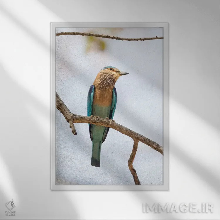 تابلو دکوراتیو هند، مادیا پرادش، پارک ملی بندهاوگار. سبزقبای هندی روی شاخه ای… اثر الن گاف - نمای قابدار سفید