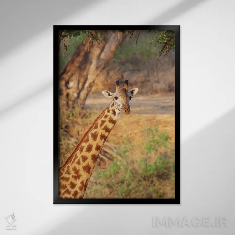 تابلو دکوراتیو آفریقا، تانزانیا. یک زرافه زیر درختی بزرگ ایستاده است اثر الن گاف - نمای قابدار مشکی