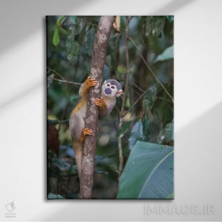 تابلو دکوراتیو برزیل، آمازون، مانائوس. میمون سنجابی معمولی در میان درختان اثر الن گاف - نمای روبهرو روی دیوار
