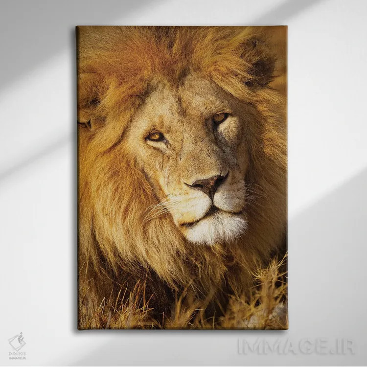 تابلو دکوراتیو آفریقا، تانزانیا. نمای نزدیک از صورت یک شیر نر اثر الن گاف - نمای روبهرو روی دیوار