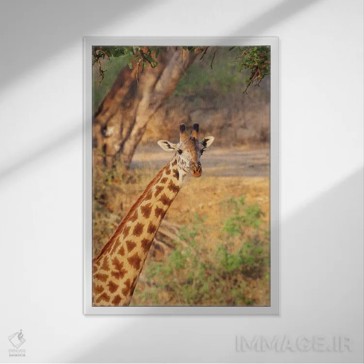 تابلو دکوراتیو آفریقا، تانزانیا. یک زرافه زیر درختی بزرگ ایستاده است اثر الن گاف - نمای قابدار سفید