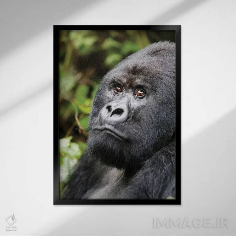 تابلو دکوراتیو آفریقا، رواندا، پارک ملی آتشفشان ها. پرتره ای از یک گوریل کوهی… اثر الن گاف - نمای قابدار مشکی