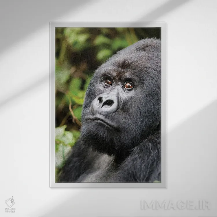 تابلو دکوراتیو آفریقا، رواندا، پارک ملی آتشفشان ها. پرتره ای از یک گوریل کوهی… اثر الن گاف - نمای قابدار سفید