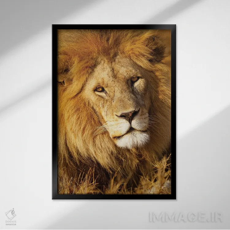 تابلو دکوراتیو آفریقا، تانزانیا. نمای نزدیک از صورت یک شیر نر اثر الن گاف - نمای قابدار مشکی